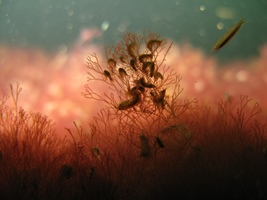 Baltijas jūra – apdraudēta dzīvā vide