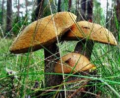 Dabas veltes un sēnes ziemai