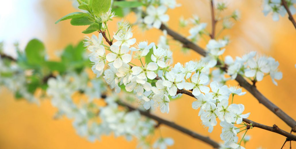 Jelgavas pilsētas bibliotēku darba laiks svētkos