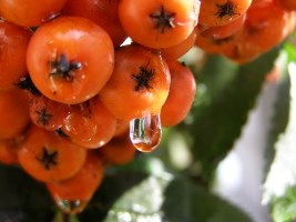 No salnas pīlādžogu sīvums zūd