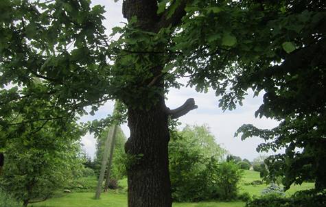 Raini piemin Zaļeniekos 