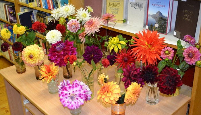 Staļģenes bibliotēkā zied dālijas