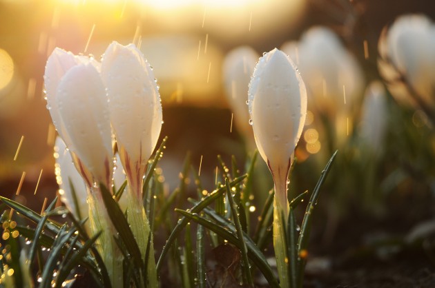 Tautasdziesmu dziedāšanas vakars 
