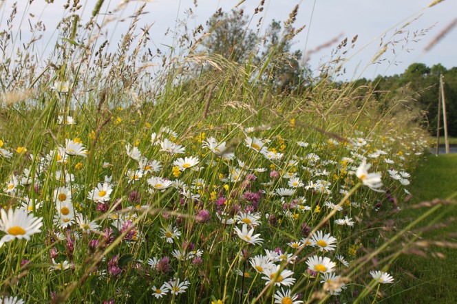 Tautasdziesmu sadziedāšanās vakars