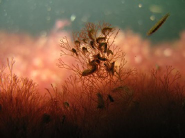 Baltijas jūra – apdraudēta dzīvā vide