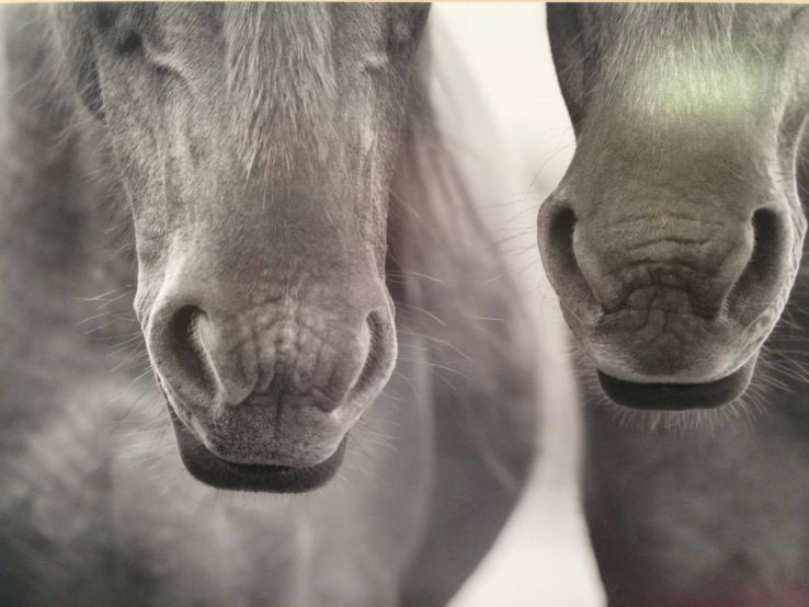 Fotogrāfiju izstāde „Ar vējiem krēpēs”