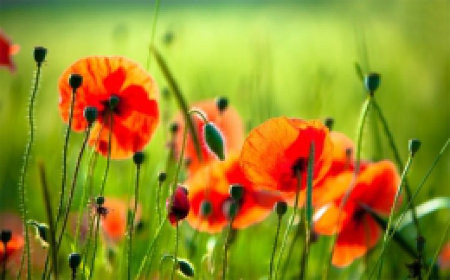 Izmaiņas Lielplatones un Sesavas bibliotēku darba laikā