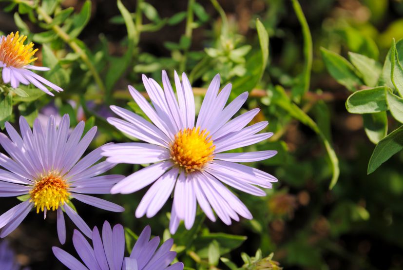 Jelgavas pilsētas bibliotēku darba laika izmaiņas