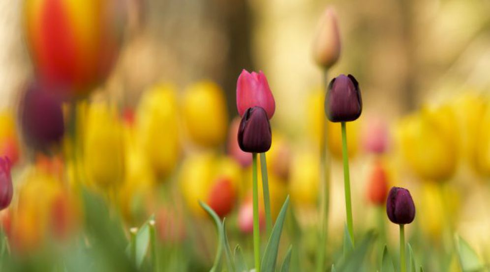 Jelgavas pilsētas bibliotēku darba laiks svētkos