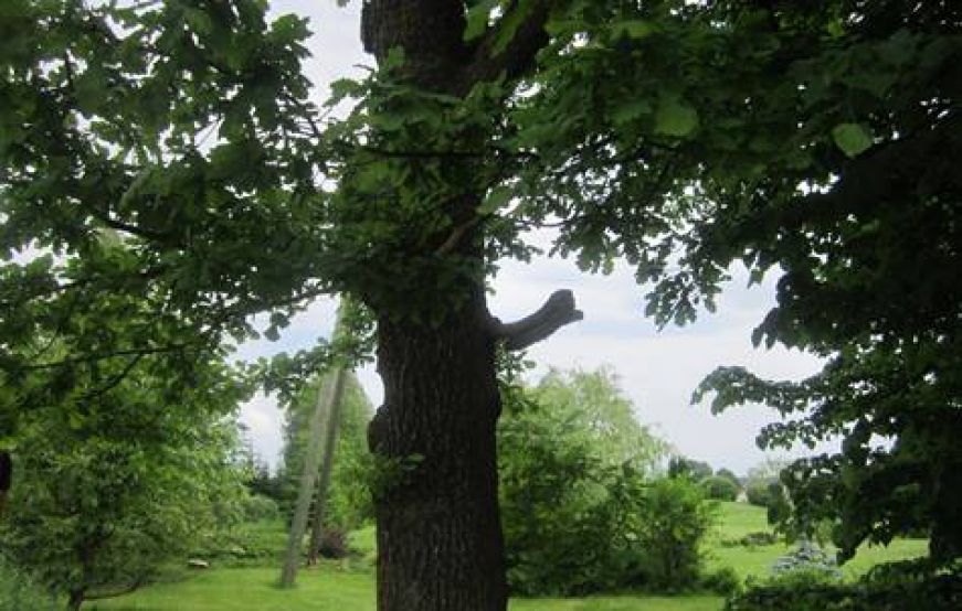 Raini piemin Zaļeniekos 